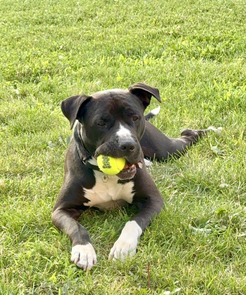 Four Legged Rascals photo 2