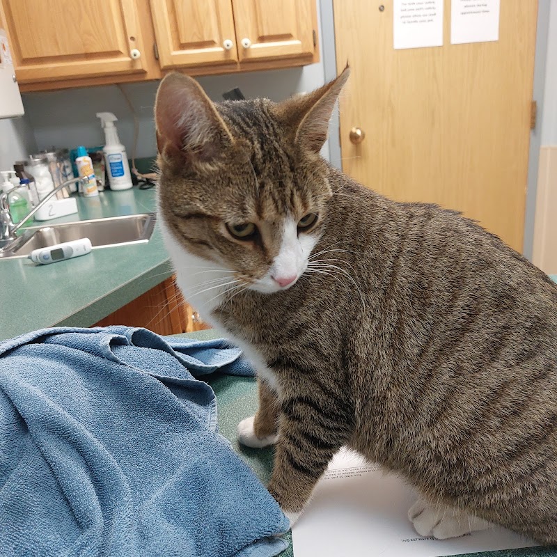 Douds Veterinary Hospital photo 3