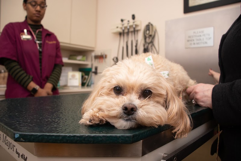 Ford Caputo Veterinary Hospital