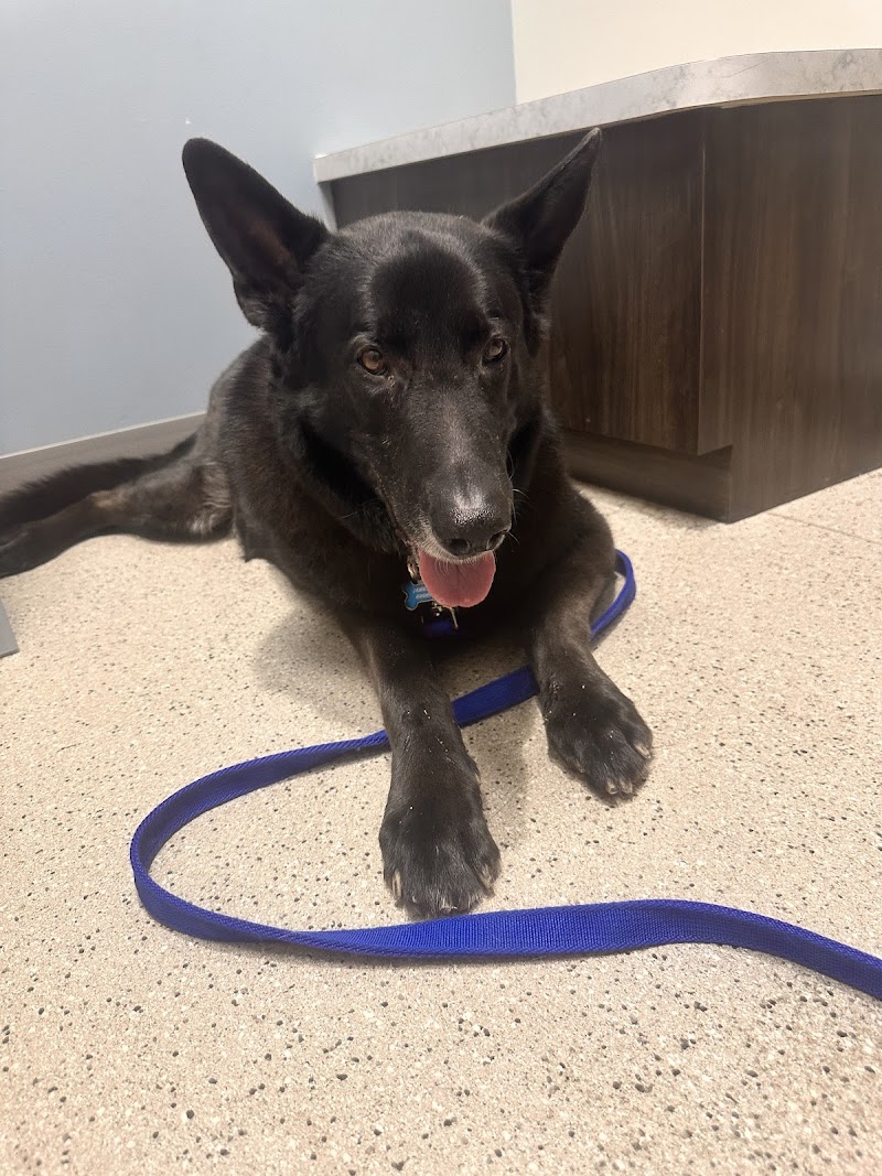 Ford Caputo Veterinary Hospital photo 3