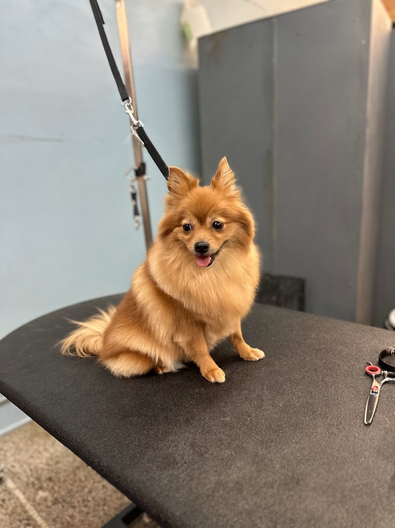 Going To The Dogs photo 2