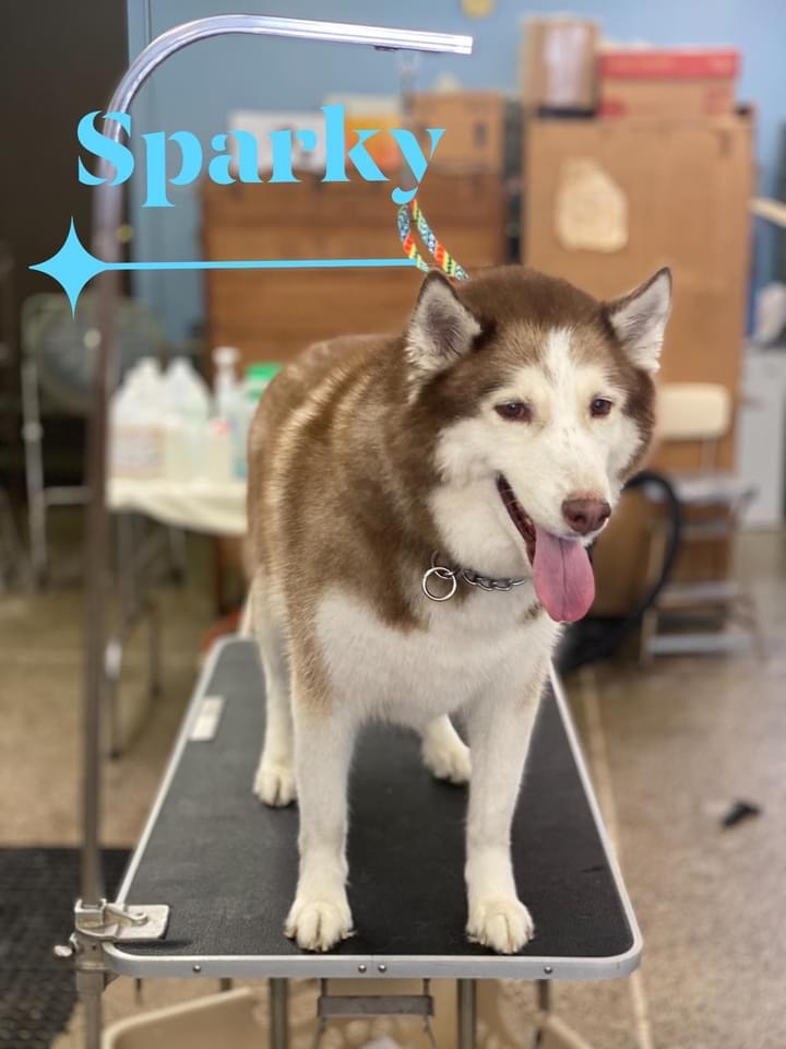 Going To The Dogs photo 3