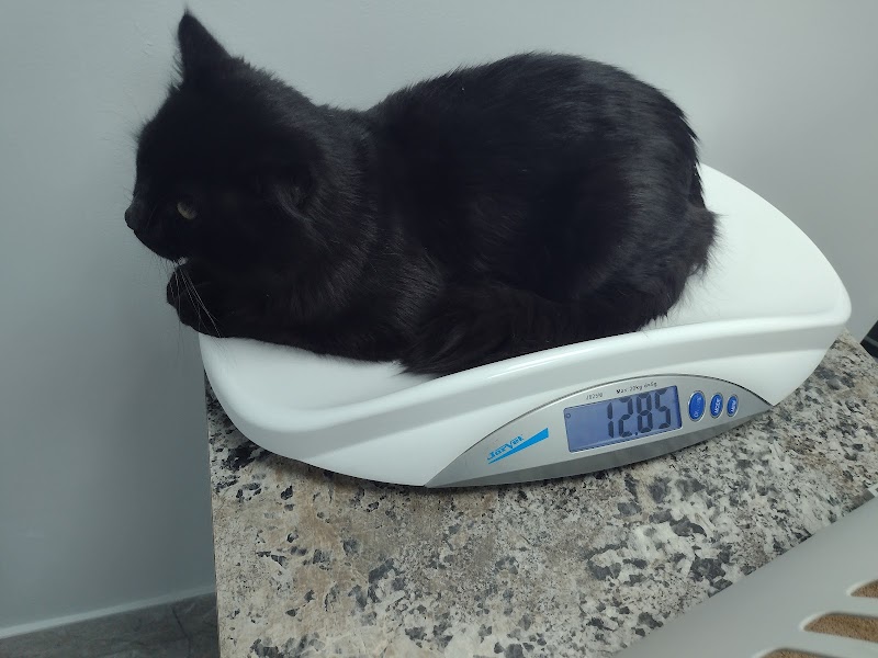 Pet Care Clinic photo 3