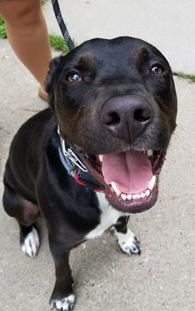 Get Real Dog Training photo 3