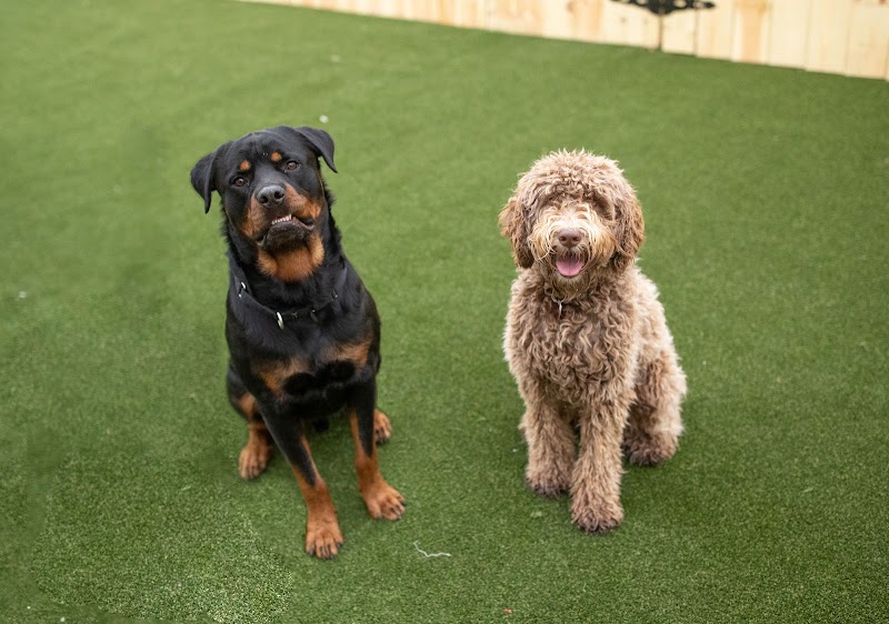 Inn The Doghouse photo 2