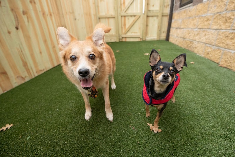 Inn The Doghouse photo 3