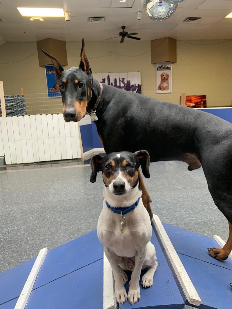 K9 Cleveland photo 3