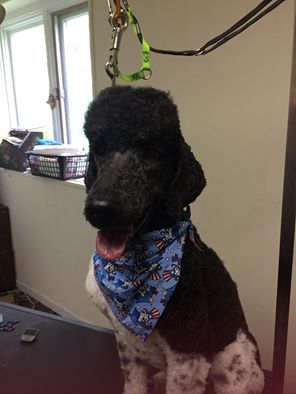 Doggy Has It photo 2