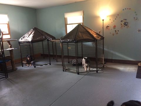 Doggy Has It photo 3