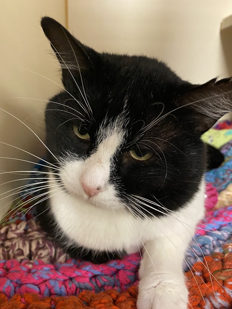 Anderson Humane photo 3