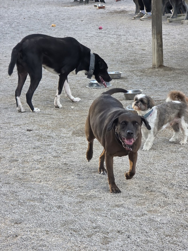 Lakewood Dog Park photo 3