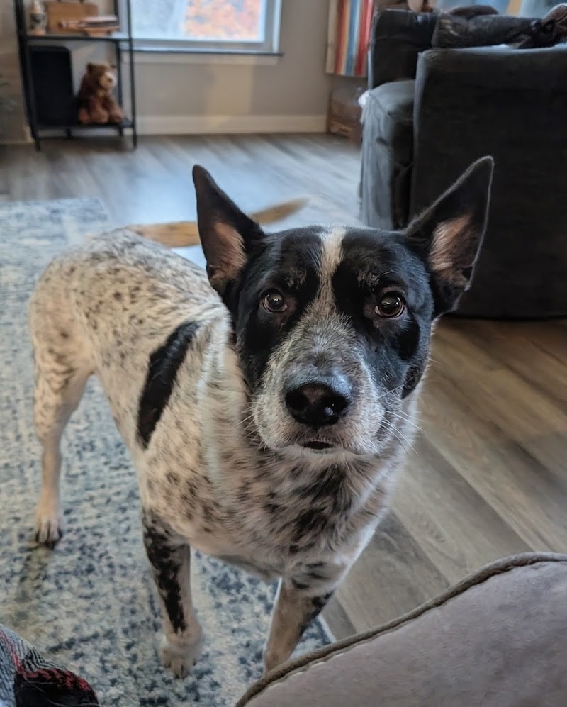 Windermere Animal Hospital photo 2