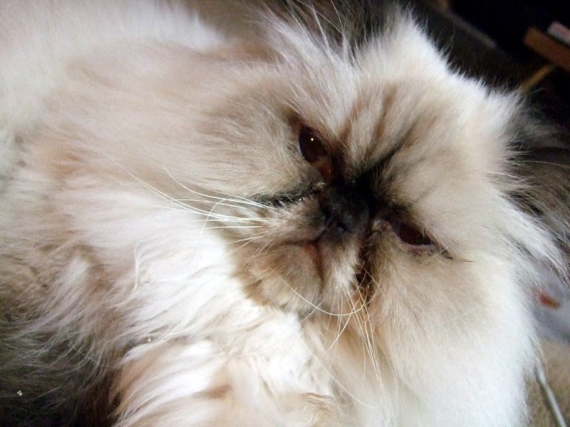 Pets Are Inn photo 3