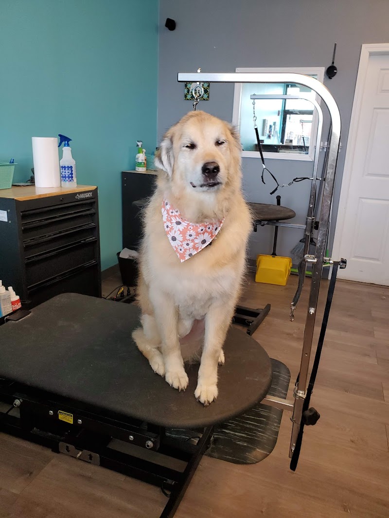 The Pawber Shop photo 2