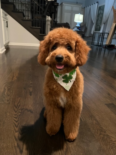 The Pawber Shop photo 3