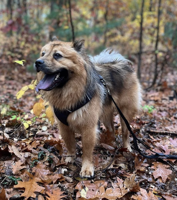 Tails N’ Trails Pets