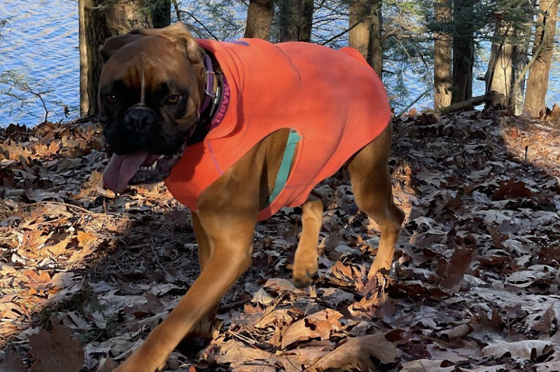 Tails N’ Trails Pets photo 2