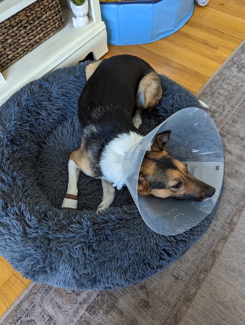 Westown Veterinary Clinic photo 3