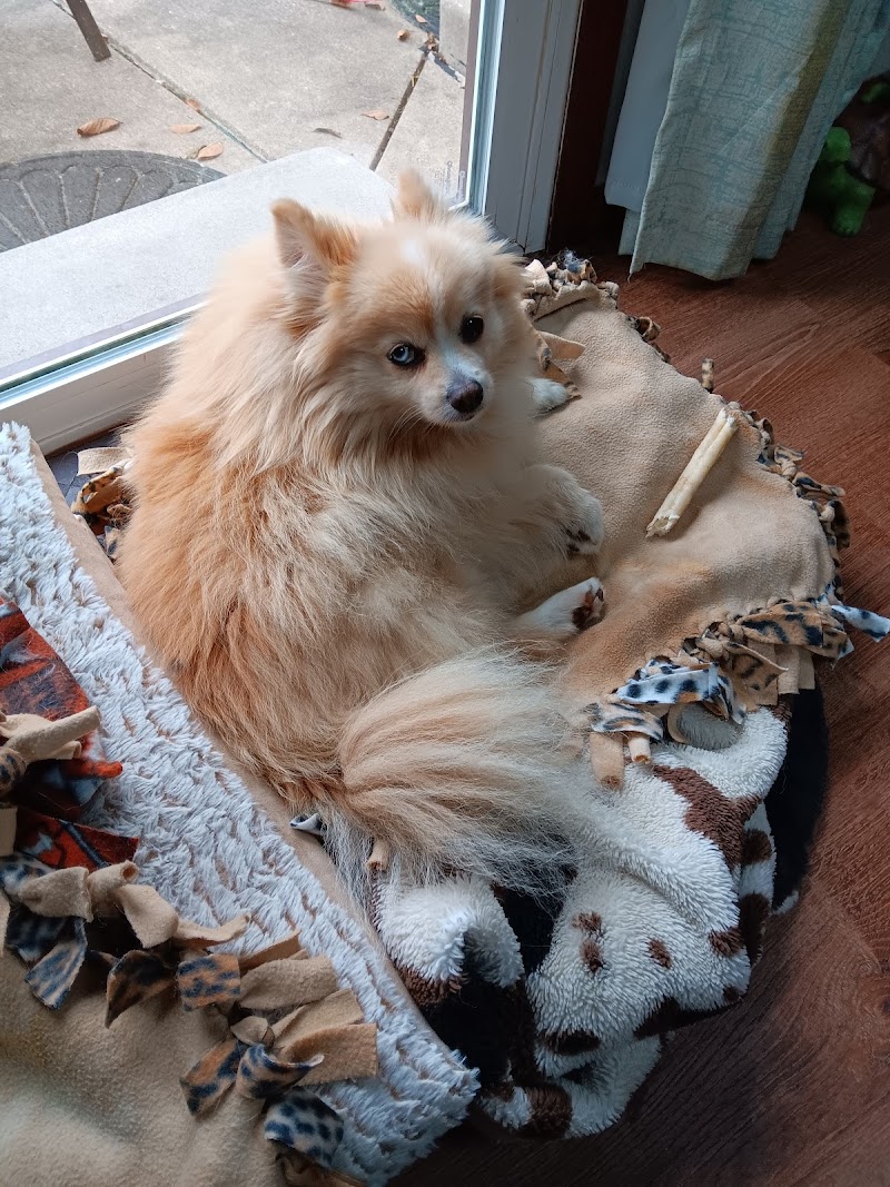 Silver Spring Animal Wellness Center photo 2