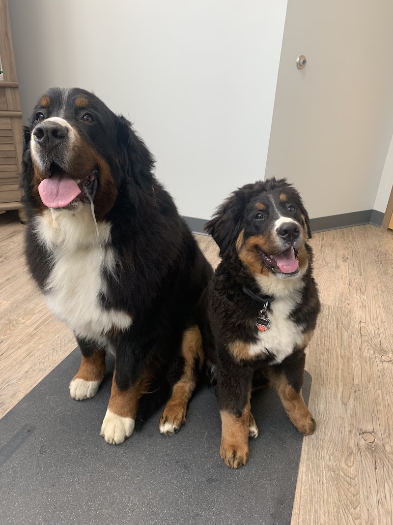 Silver Spring Animal Wellness Center photo 3