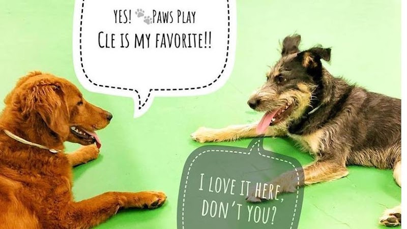 Max & Alayna's Paws Play