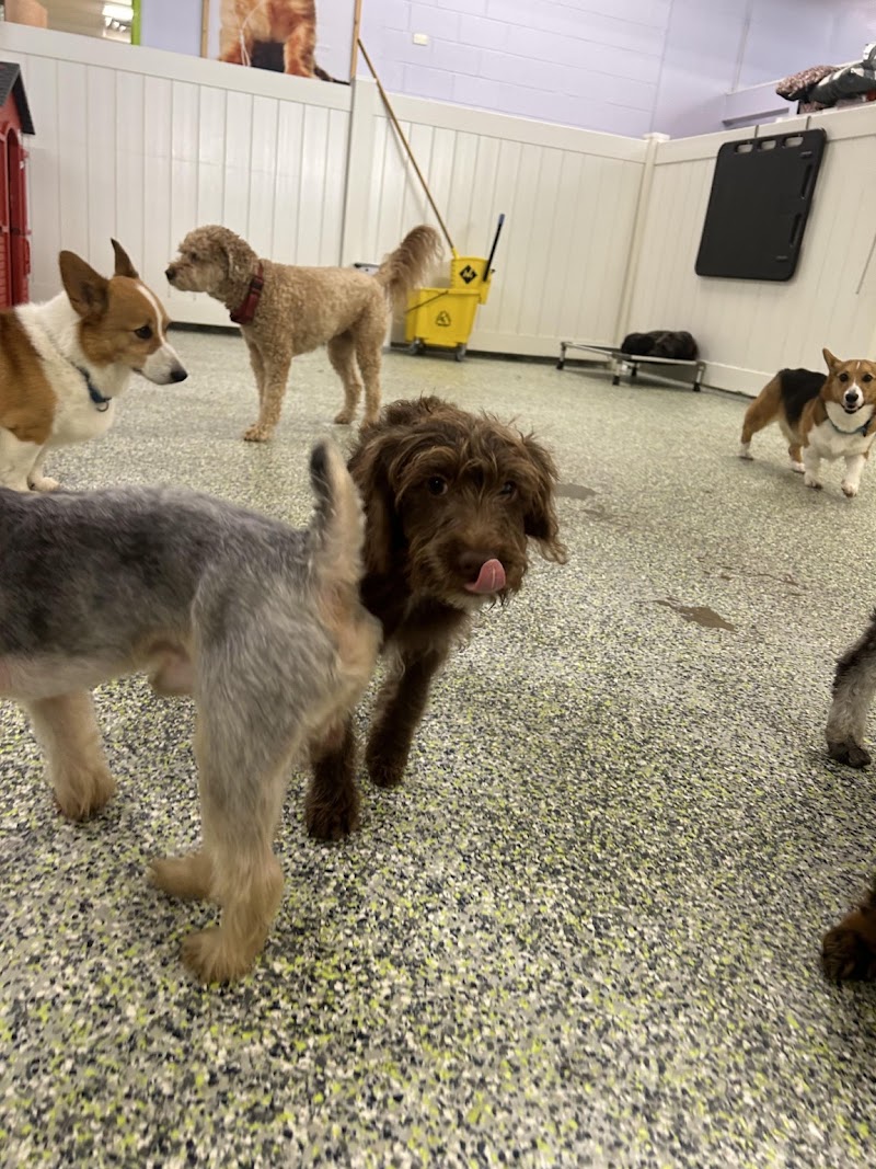 Max & Alayna's Paws Play photo 2