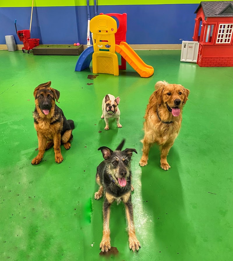 Max & Alayna's Paws Play photo 3