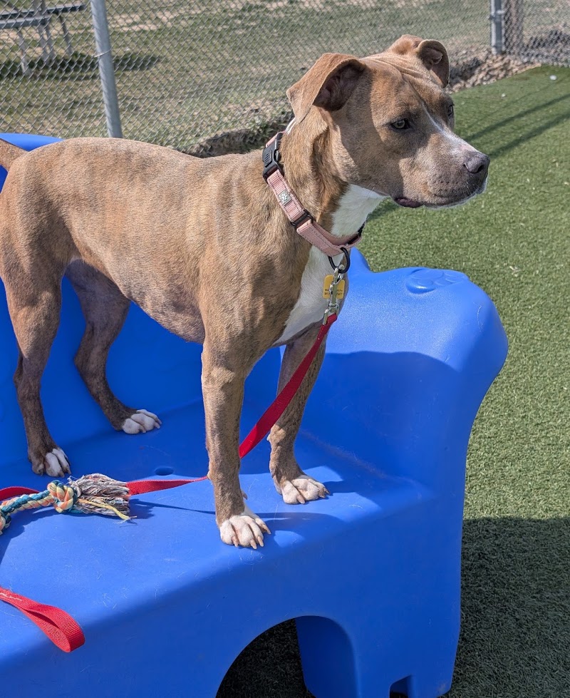 City Dogs - Cleveland