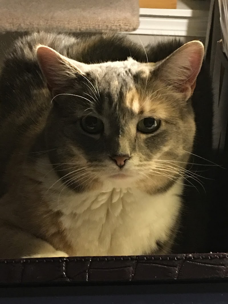 Randall Oaks Animal Hospital photo 2