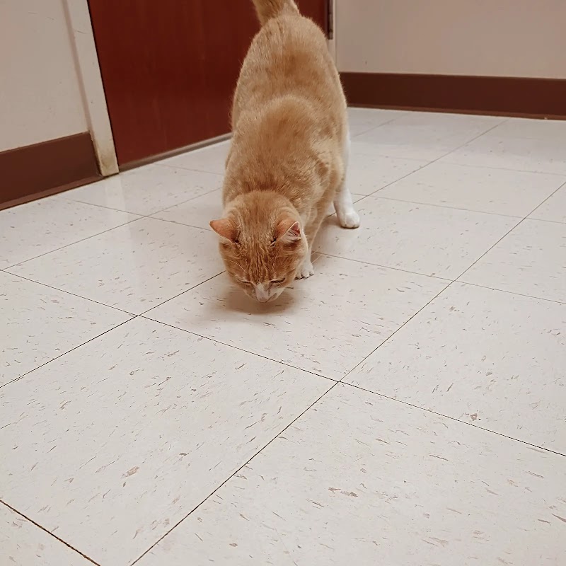 Randall Oaks Animal Hospital photo 3