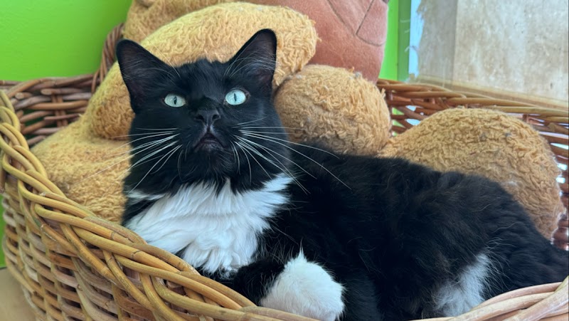 Harmony House For Cats