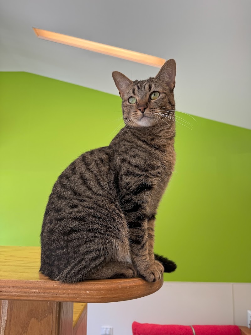 Harmony House For Cats photo 3