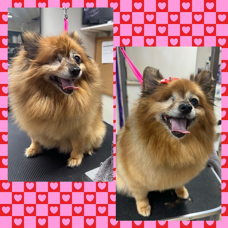 Sleepy Hollow Pet Ranch photo 2