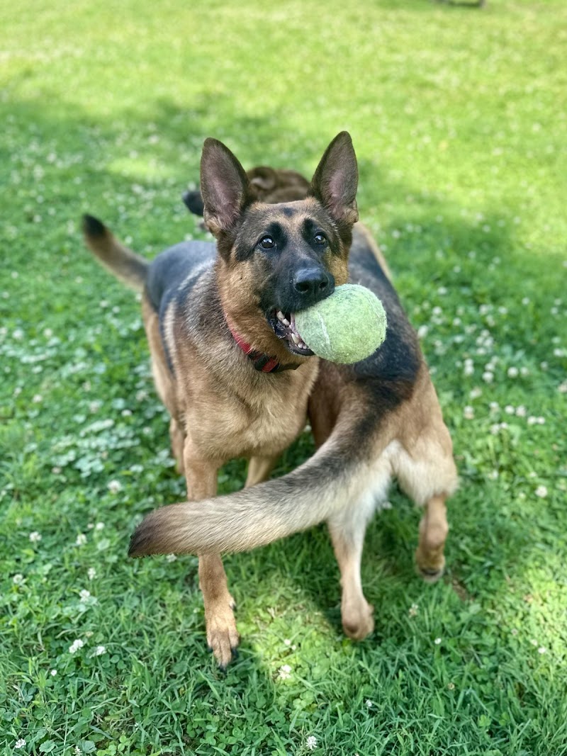 Sleepy Hollow Pet Ranch photo 3