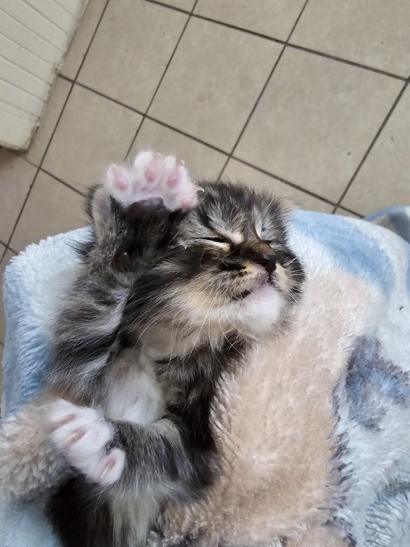 Milwaukee Animal Hospital photo 3