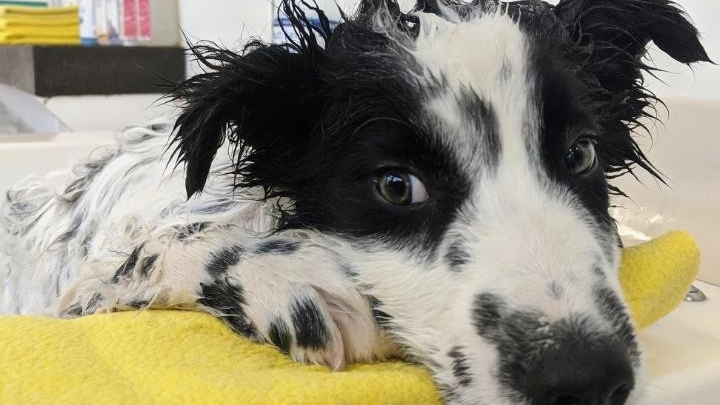 Community Bark Dog Wash & Groom