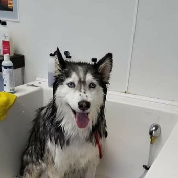Community Bark Dog Wash & Groom photo 3