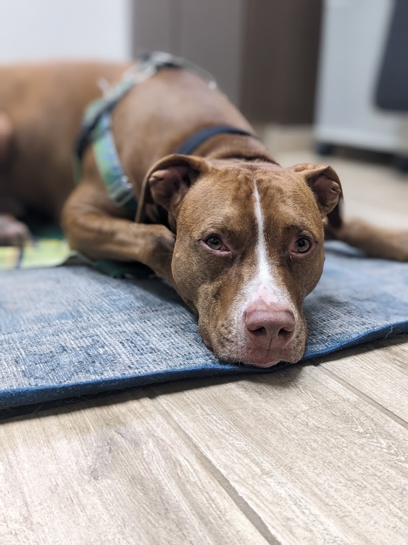 Veterinary Dental Center