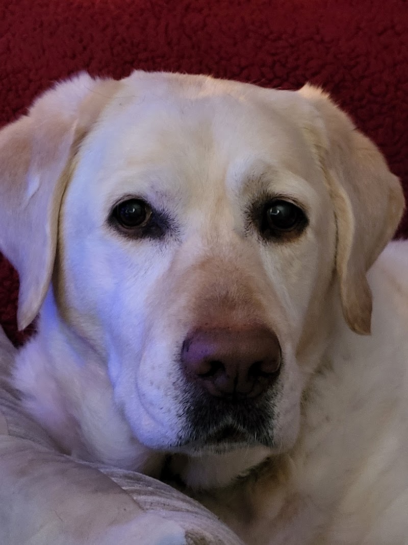 Veterinary Dental Center photo 3