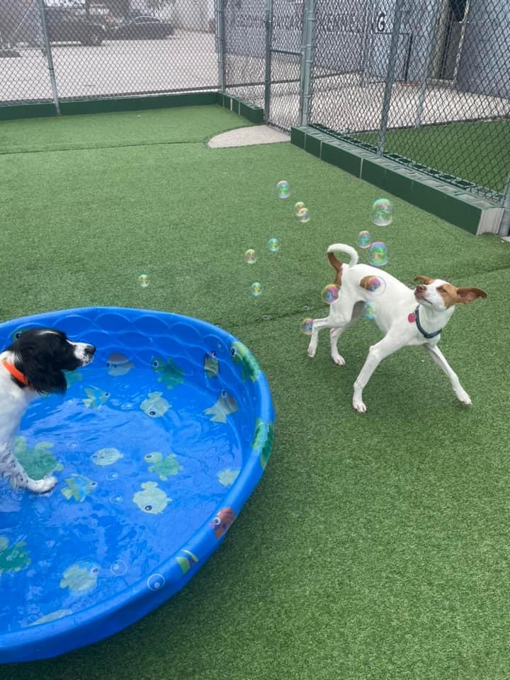 Happy Dogs MKE photo 3