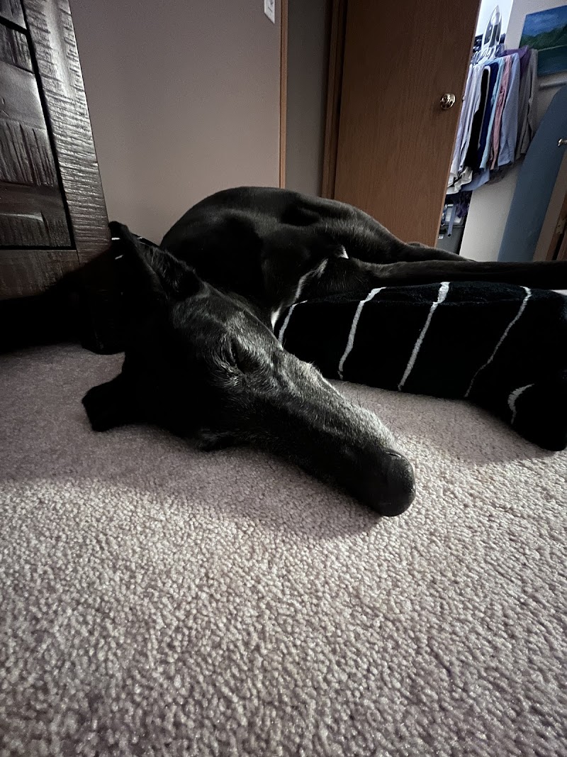 Greyhounds Only photo 2