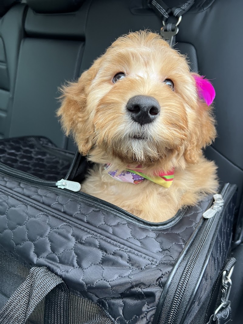 Bailey's Bark photo 2