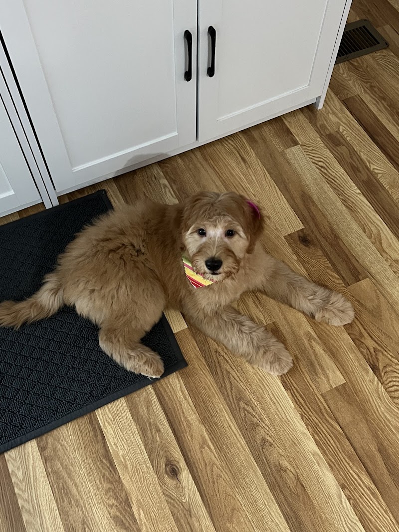 Bailey's Bark photo 3