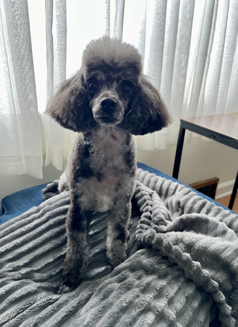 Fancy Pants Pet Salon photo 2