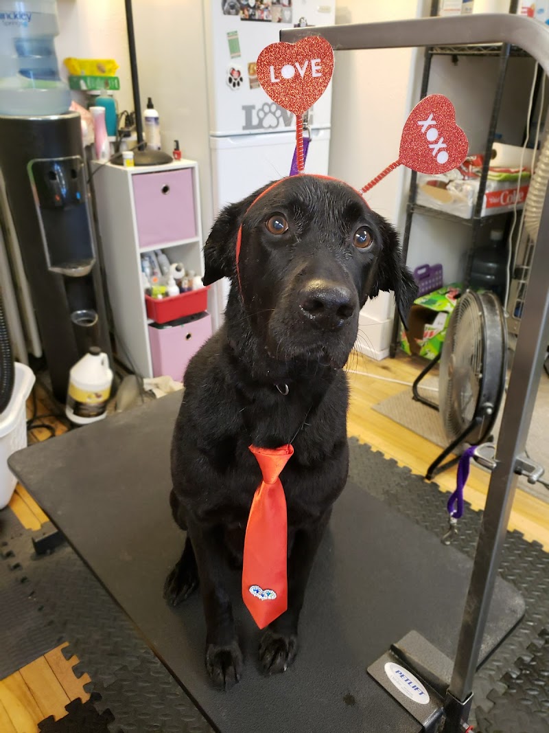 Fancy Pants Pet Salon photo 3