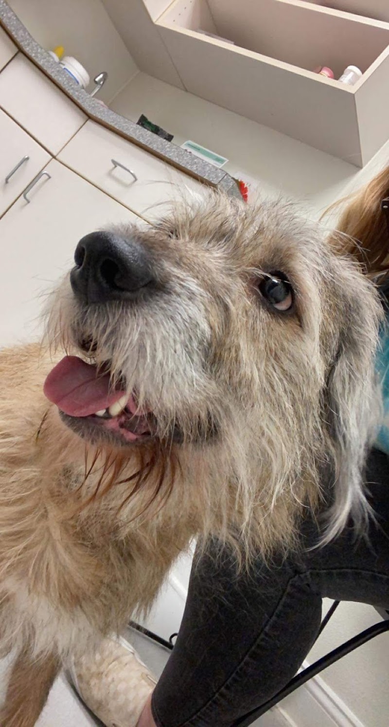 Chesterfield Animal Hospital