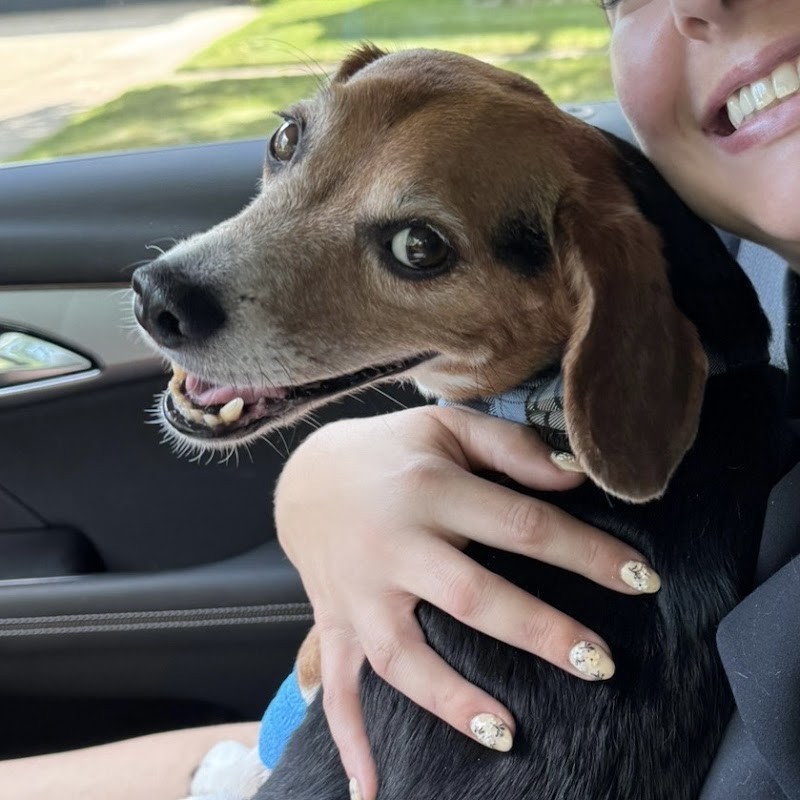 Veterinary Emergency Service West photo 2