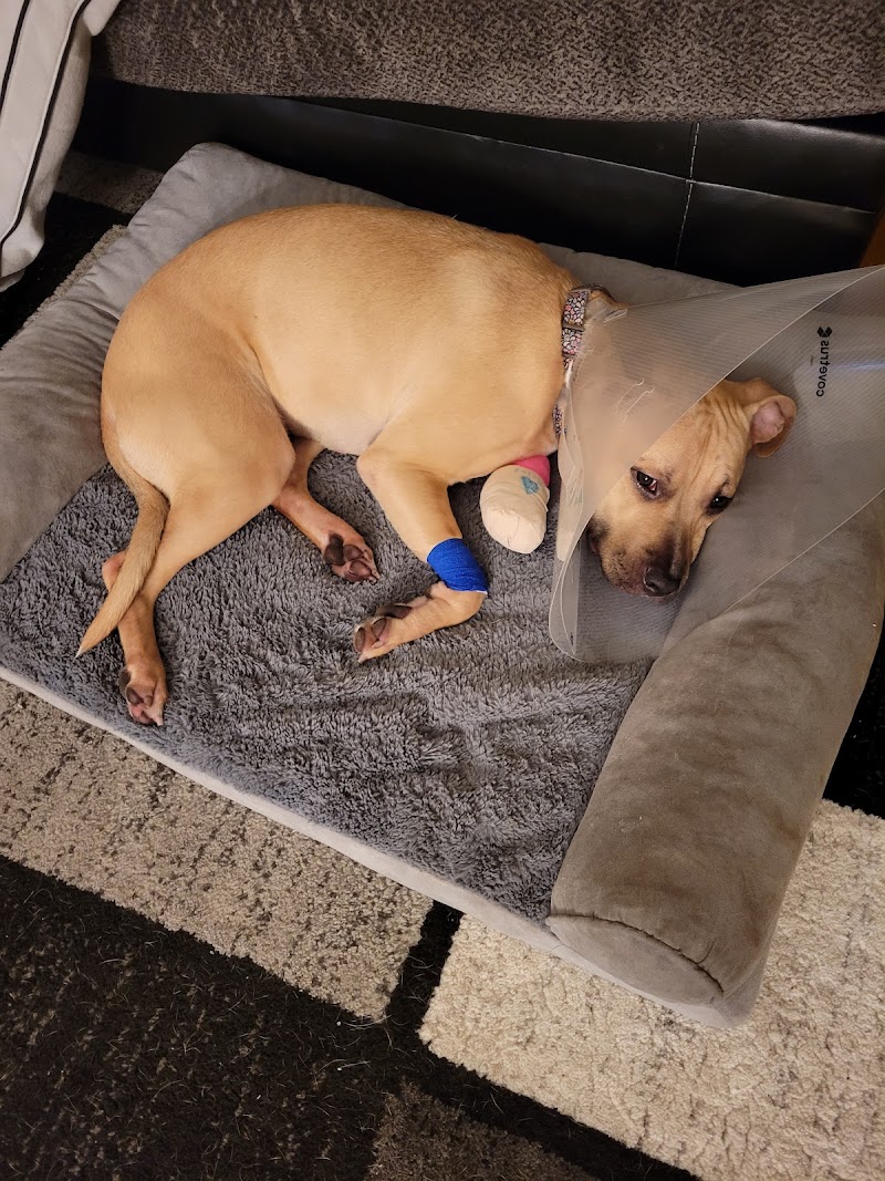 Veterinary Emergency Service West photo 3