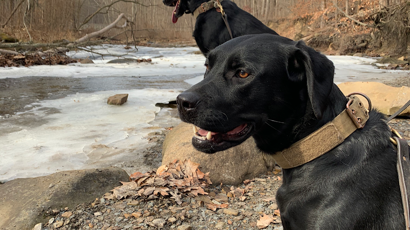 Turning Point Dog Training