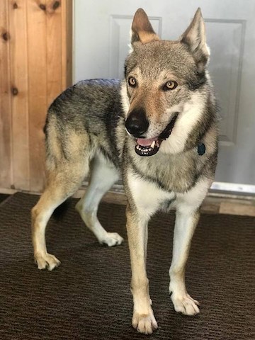 K9 Country Club photo 2